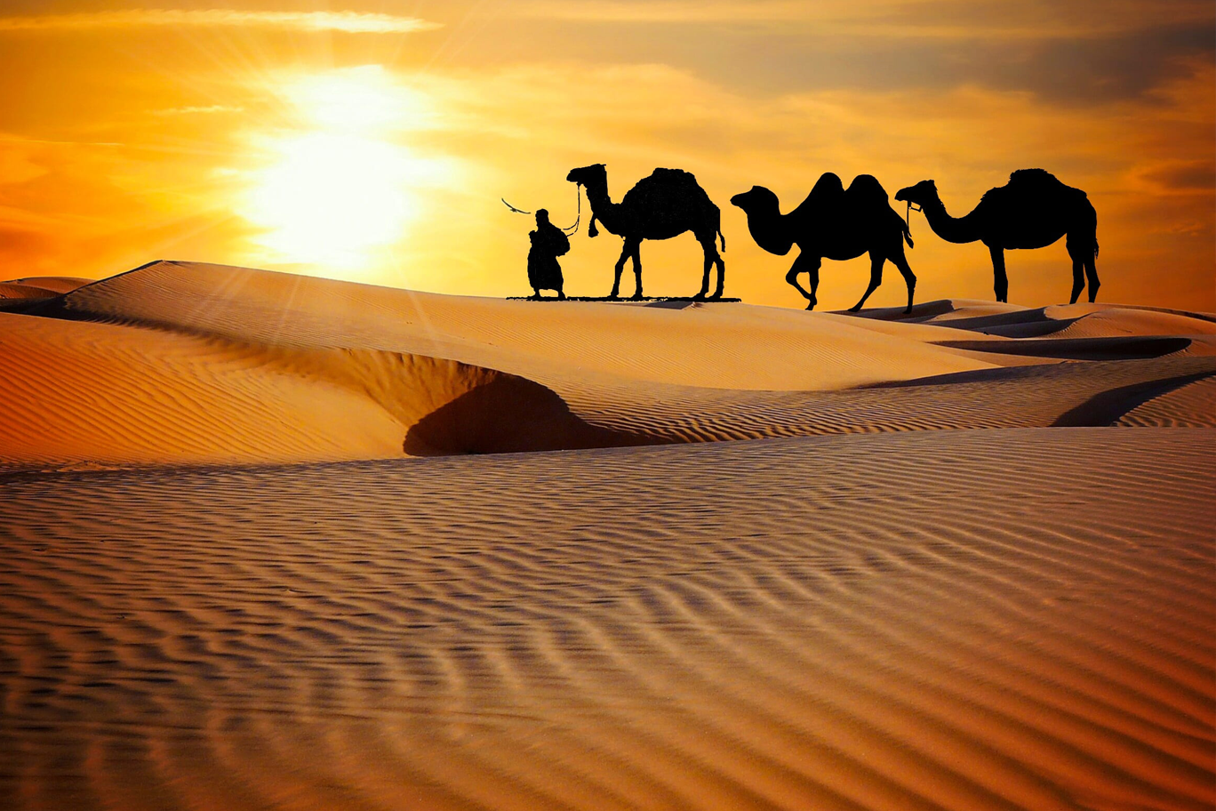 DESERT TOURS